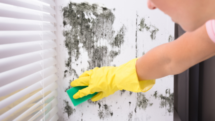 woman scrubbing mould off wall near window in yellow gloves