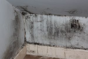 house-mould on wall