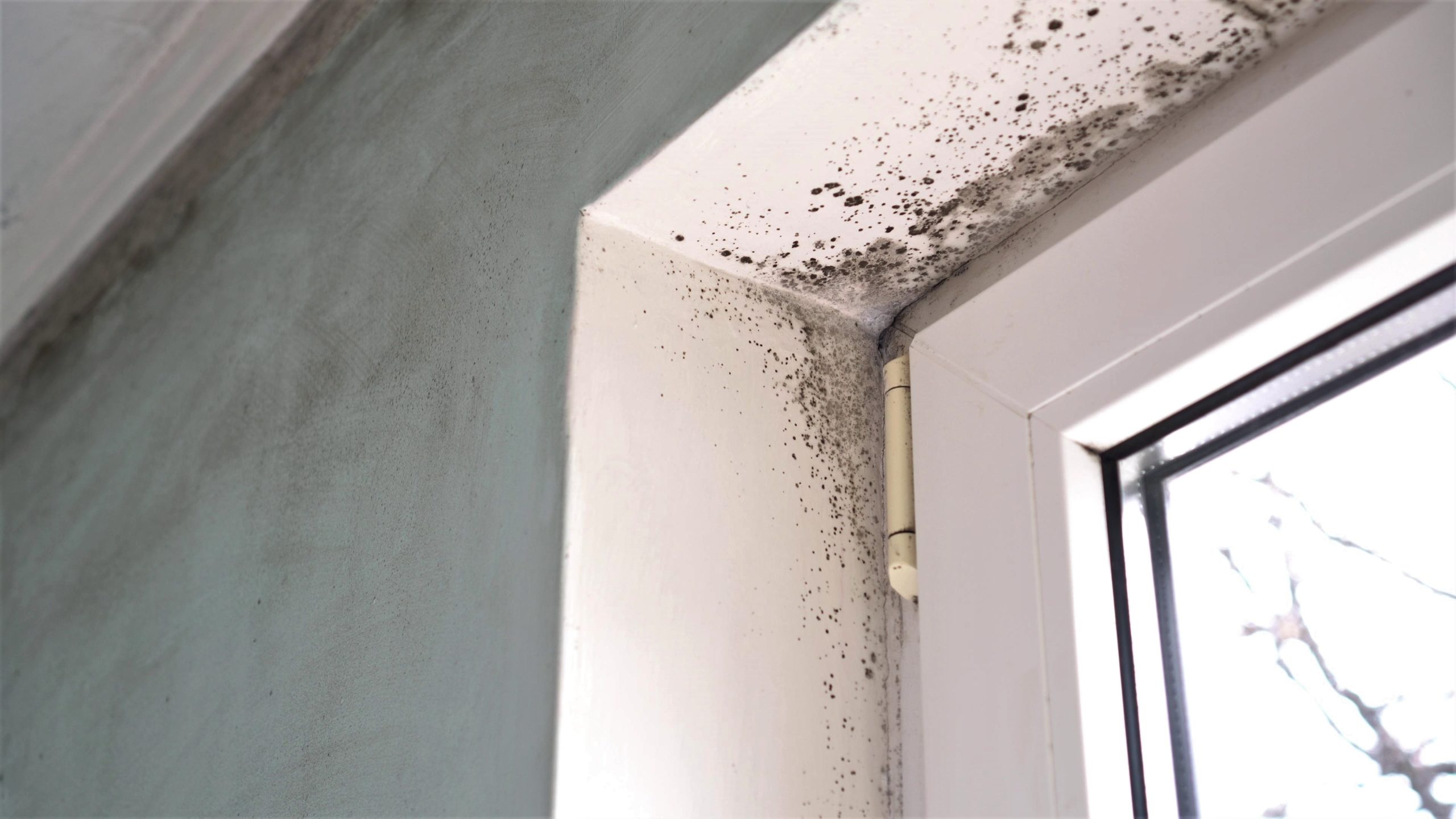 Example of damp and mould