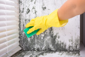 Photo of cleaning mould