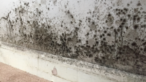 Damp and mould growing on a wall